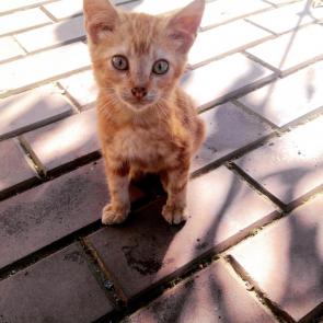 ����: ��������