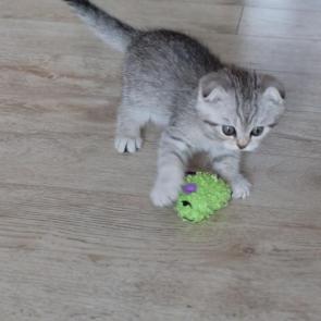 ����: ����