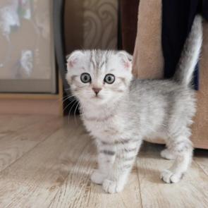 ����: ����