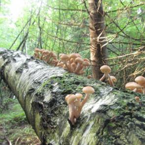 ����: ��� ��� ������