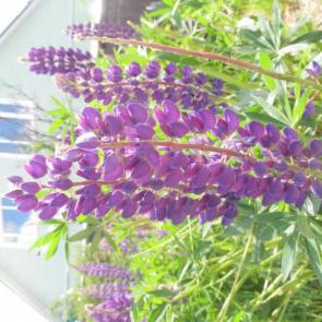 ����: ������