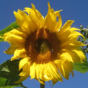 ����: ���������