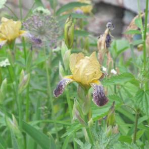 ����: �����