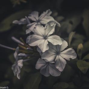 :   4
