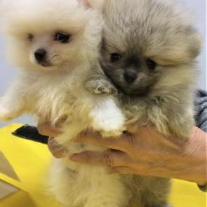 ����: �������