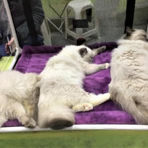 ����: �������������� ���