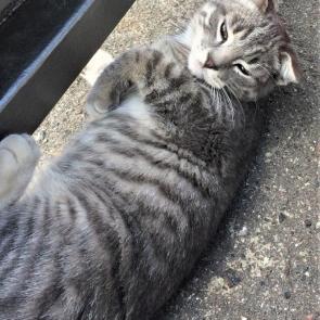 ����: ������