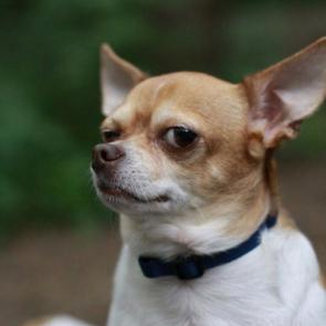 ����: �������