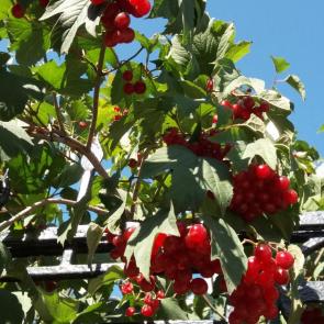 ����: ������� ������