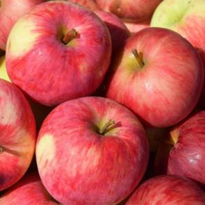 ����: �������� �������