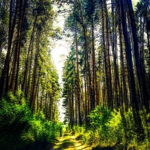Фото: Утро в лесу