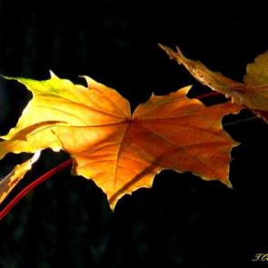 ����: ������ �� �������