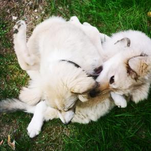 ����: ������