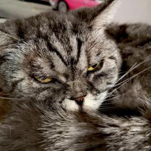 ����: ������ �����