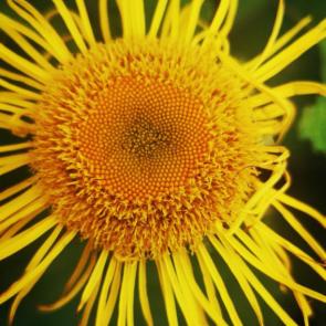 ����: Ƹ���� ������