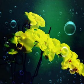 ����: �������