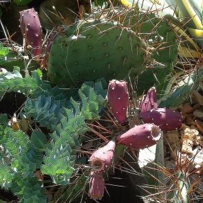 : cactus