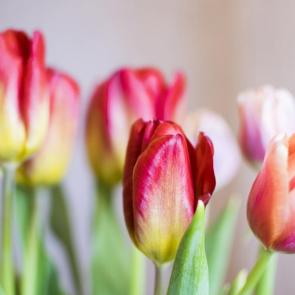 : RedTulips01