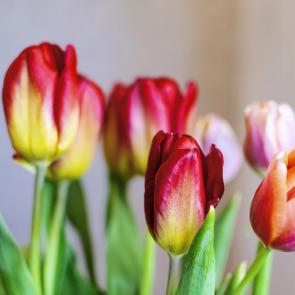 : RedTulips02