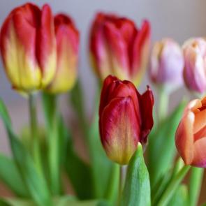 : RedTulips03