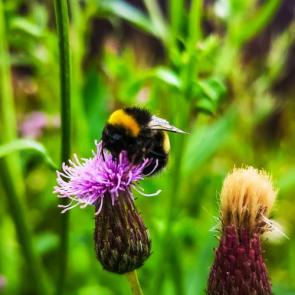 ����: �����