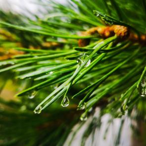 ����: ����� �����