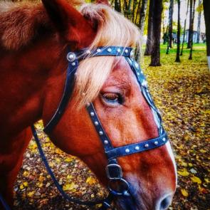 ����: ������� ������