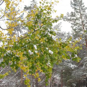 ����: ����� ������ ����