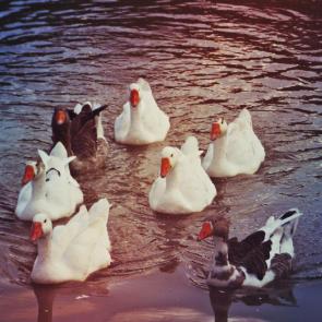 ����: ����-������ ���� �����������