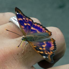 ����: ����������� �����