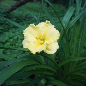 ����: ��������