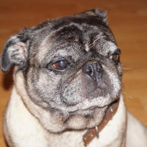 ����: ��������