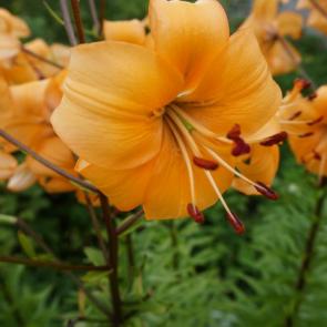 ����: �����