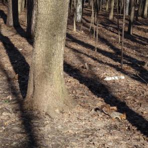 ����: ���������� ����