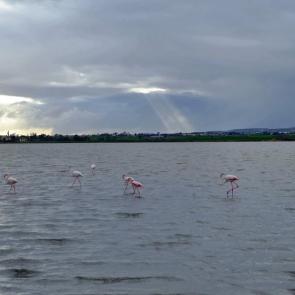 ����: ��������