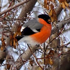 ����: ������� ���������