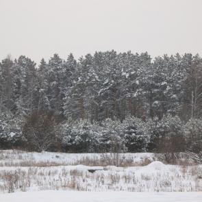 ����: ���������