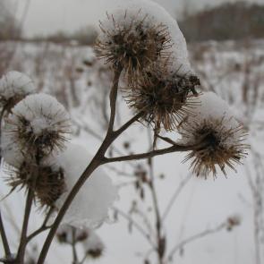 ����: ����������� �������� 