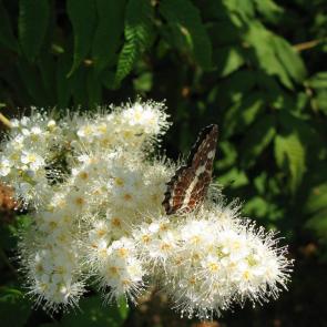 ����: ��������