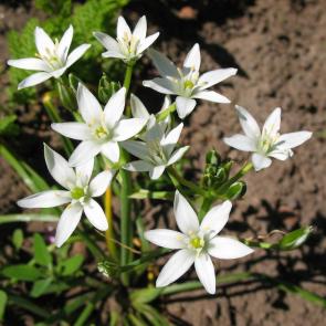 ����: ������������