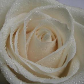 ����: ����� �����