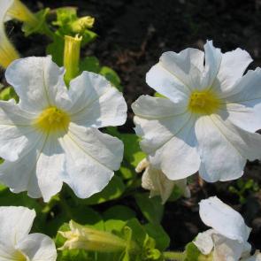 ����: �������