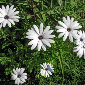 ����: ������������