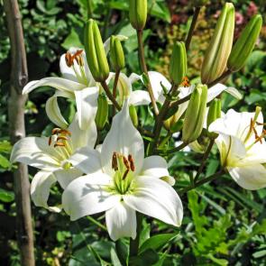 ����: �����