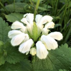 ����: �������