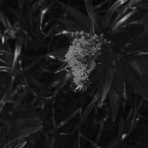 ����: ������