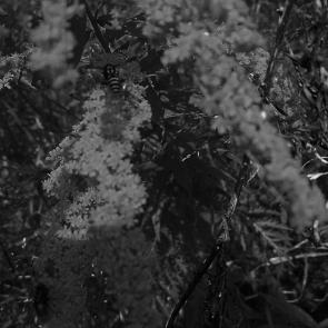 ����: �����