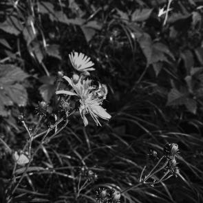 ����: �����