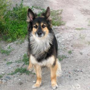 ����: ������� ����