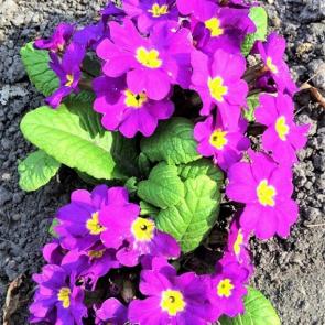 ����: ����� ��������